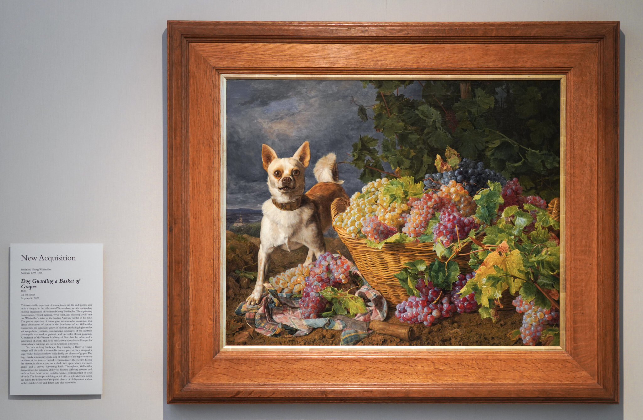 Large Dogs And Grapes Reference: Who Let The Dogs In Kimbell Celebrates Canines With First