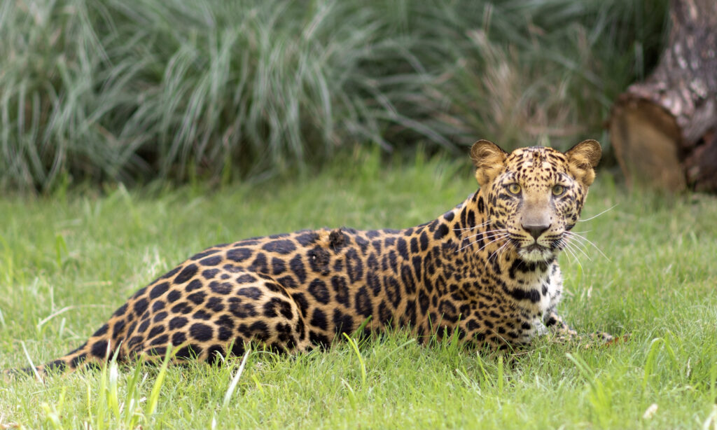Fort Worth Zoo, Botanic Garden adjust hours for summer Fort Worth