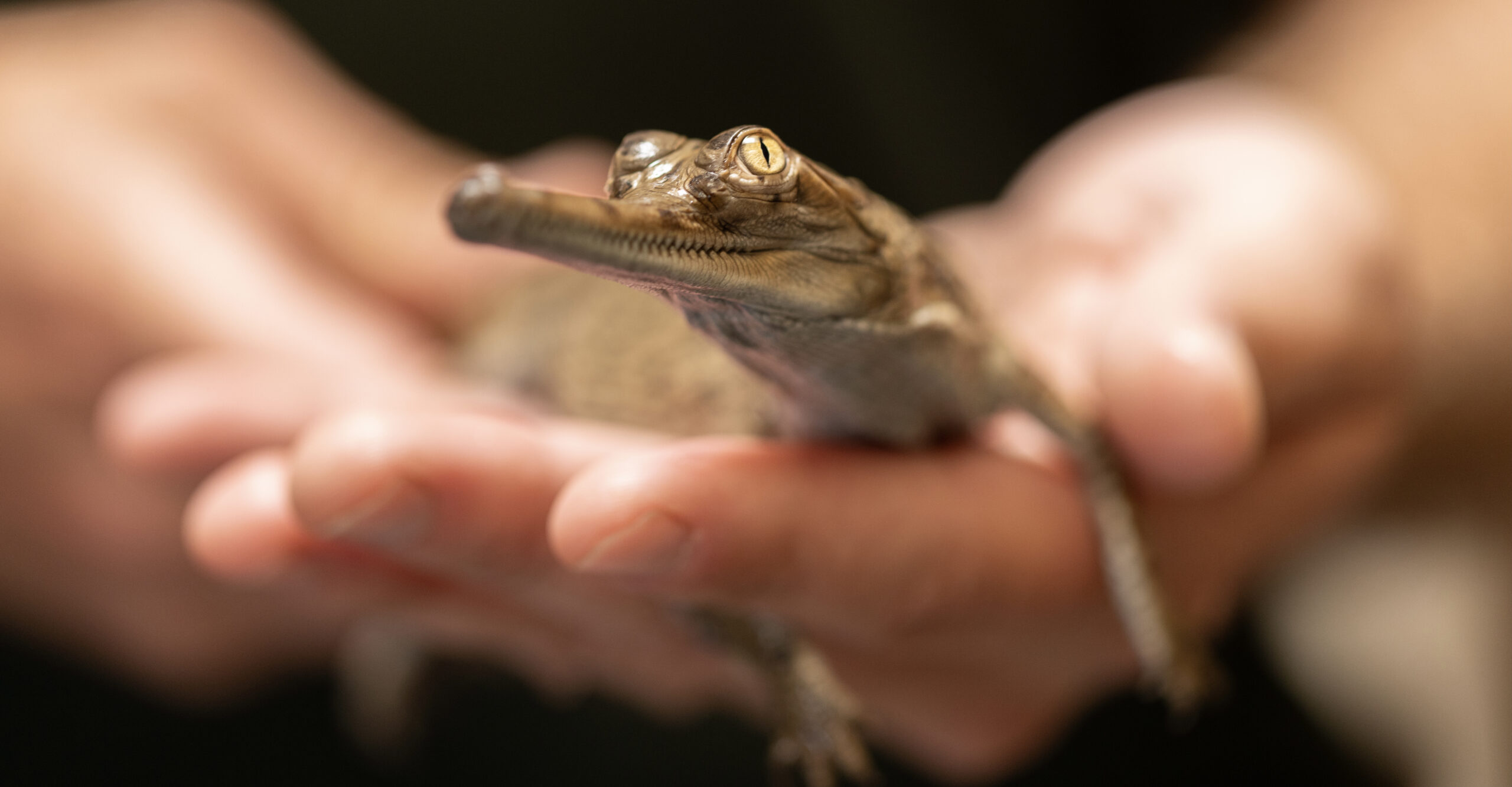 Fort Worth Zoo makes history with hatchings of four gharial crocodiles - Vimarsana News