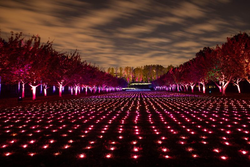 Return engagement: Lightscape opens Nov. 17 at Fort Worth Botanic Garden - Vimarsana News
