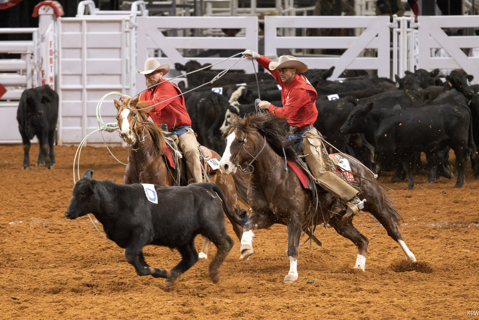 Stock Show & Rodeo rolls on, despite the arctic blast - Vimarsana News