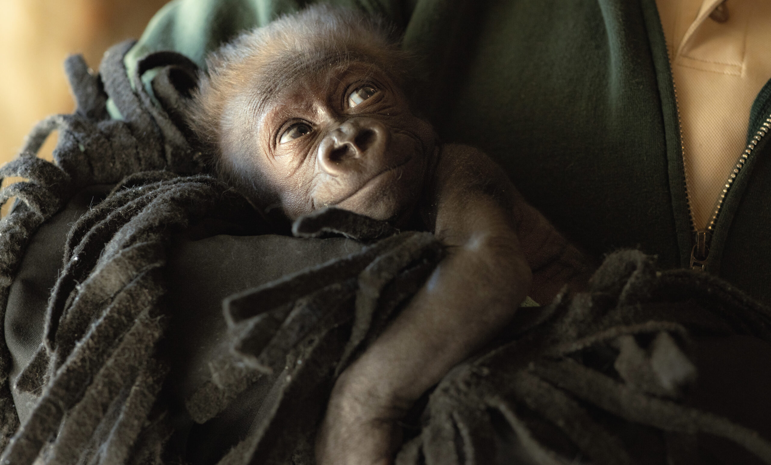 Fort Worth Zoo welcomes baby gorilla via historic cesarean - Fort Worth