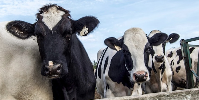 Dairy cattle must be tested for bird flu before moving between states - Vimarsana News
